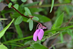 Impatiens diversifolia